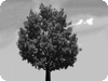 Baum, Strauch, Hecke, Baumfllung